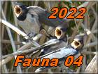 Fauna 04 2022